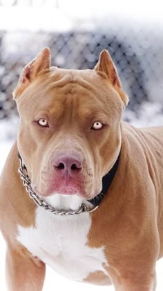 खतरनाक: पिटबुल डॉग ने किया बुजुर्ग महिला पर हमला, आईसीयू में भर्ती