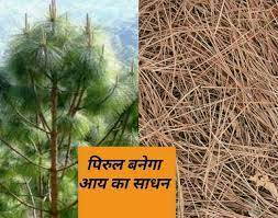 पहल: पिरुल बनेगा अब ग्रामीणों के रोजगार का जरिया, वन विभाग ने बढ़ाए मदद के हाथ