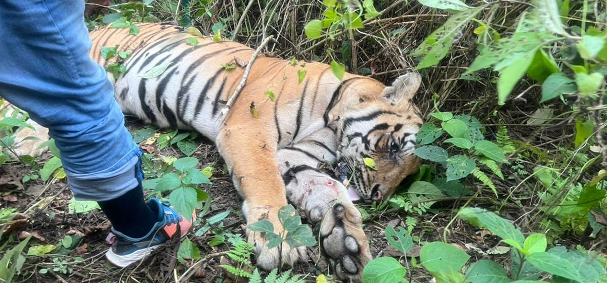 सनसनी: ड्रेनेज  के पाइप के अंदर  मिला टाइगर का शव, वन विभाग में मचा हड़कंप