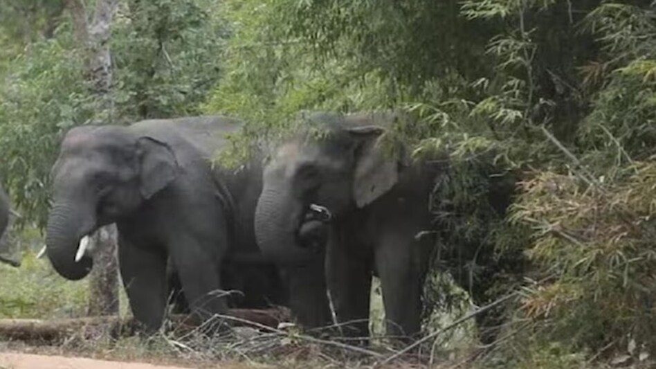दहशत: अब हाथियों ने भी कर लिया पहाड़ों का रुख, किसानों की खेती व बगीचों को कर रहे बर्बाद