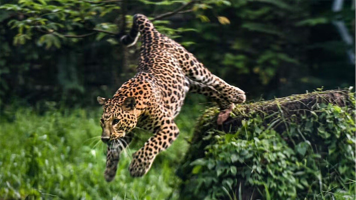 दहशत: गुलदार ने बाइक सवार दो युवकों पर किया हमला, ग्रामीणों में डर का माहौल