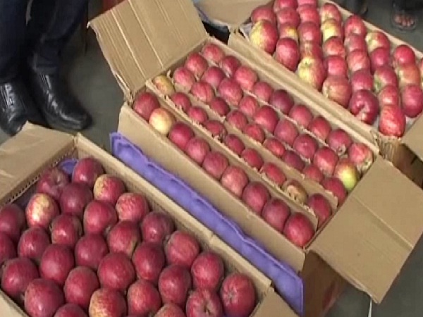 आफ़त: सड़क पर दलदल होने के चलते मंडी तक नहीं पहुंच पा रहे सेब, फल उत्पादक परेशान