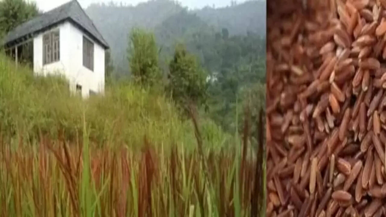 चिंताजनक: रवांई का प्रसिद्ध लाल धान अज्ञात बीमारी की चपेट में, किसान चिंतित