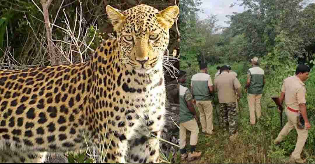 दहशत: पहाड़ के इस गांव में गुलदार ने किया महिला पर हमल, वन विभाग ने बढ़ाई चौकसी