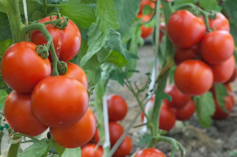 दुश्वारी: बाजारों  में टमाटर की कीमत छू रही आसमान, काश्तकारों को नहीं मिल रहे उचित दाम