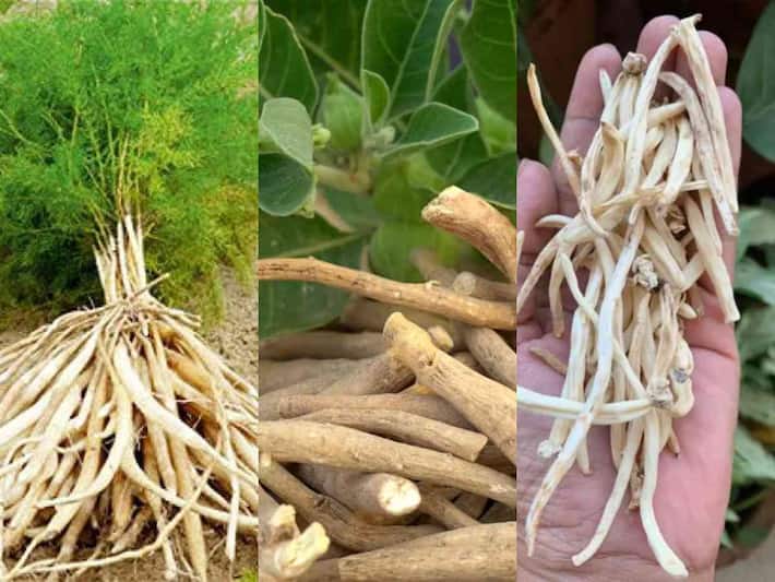 हैल्थ टिप्स: स्वास्थ्य के लिए बहुत फायदेमंद होती है शतावरी, आज ही बनाएं अपनी डाइट का हिस्सा