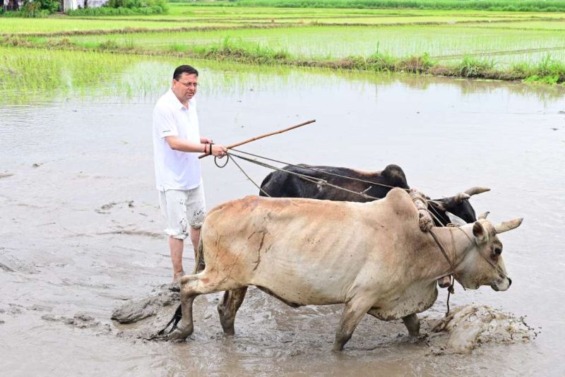 अलग अंदाज़: व्यस्तता से समय मिला तो अपने खेत पर जा पहुंचे सीएम धामी, धान की रोपाई से किया श्रम को नमन