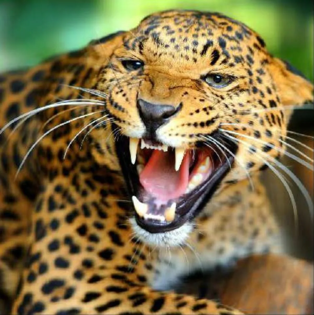 गुलदार ने हमला कर किसान को किया घायल