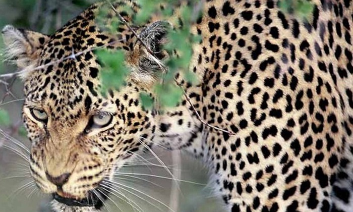 दहशत: ग्रामीण क्षेत्र में बना है गुलदार का आतंक, पालतू पशुओं को बना रहा है निवाला