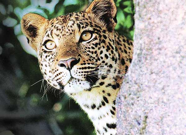 आतंक: यहां दो दिनों में दो लोगों पर हमला कर चुका है गुलदार, दहशत में डूबे हैं लोग