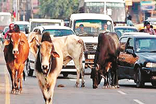 मुद्दा: असहनीय सीमा तक पहुंची आवारा पशुओं की समस्या, कोर्ट को भी देना पड़ा दखल