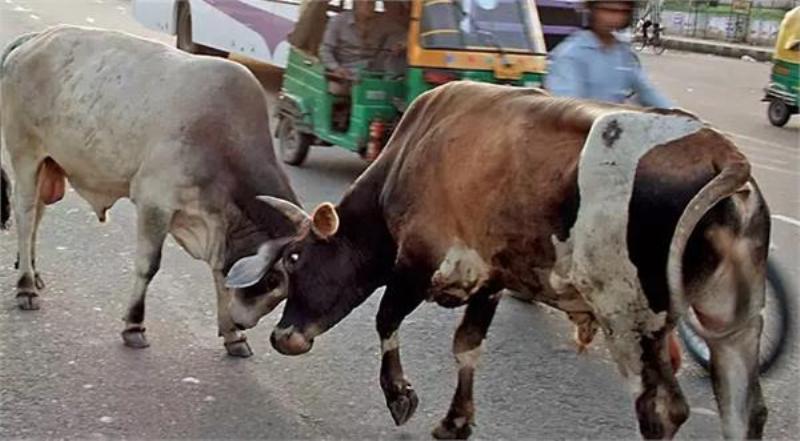 आफ़त: परेशानी का सबब बने सड़कों पर घूम रहे निराश्रित गौवंश निगम से की शिकायत