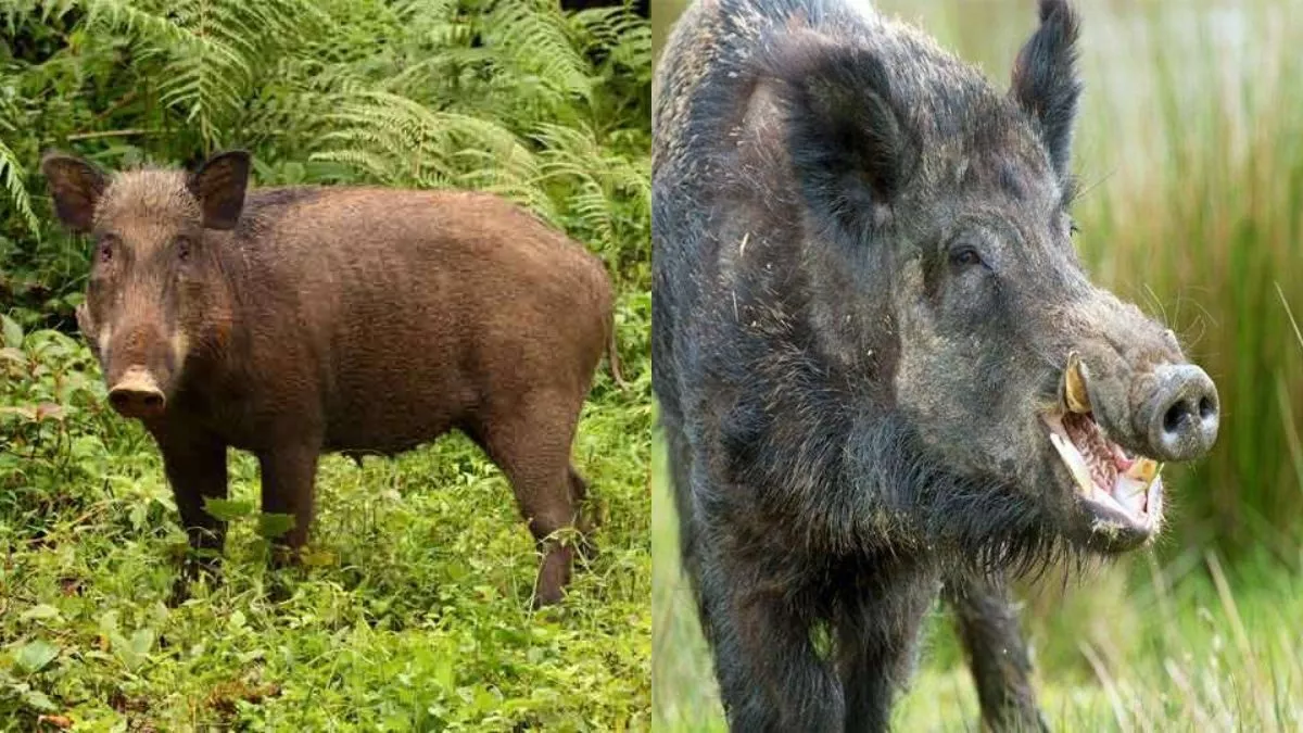 आफ़त: फसलों को नुकसान पहुंचा रहे जंगली सूअर, ग्रामीणों ने लगाई सुरक्षा की गुहार