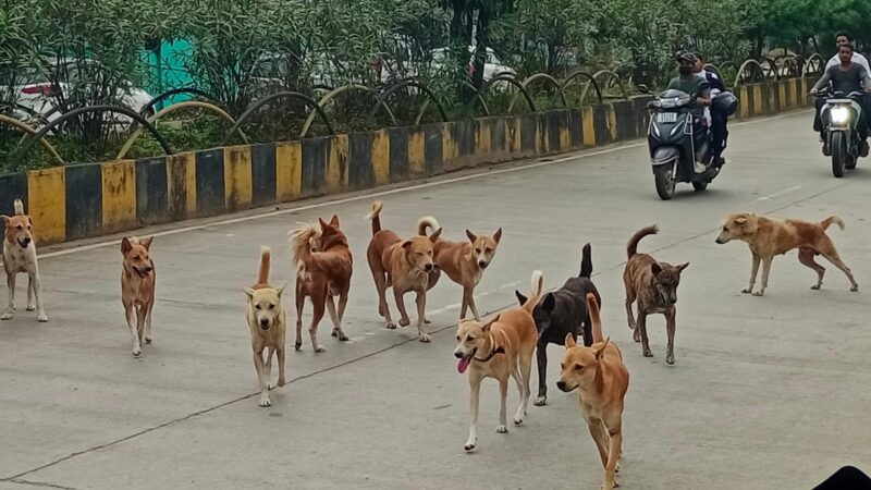 नज़रिया: सुप्रीम कोर्ट के आदेश के बाद भारत के डॉग-लवर्स में मातम