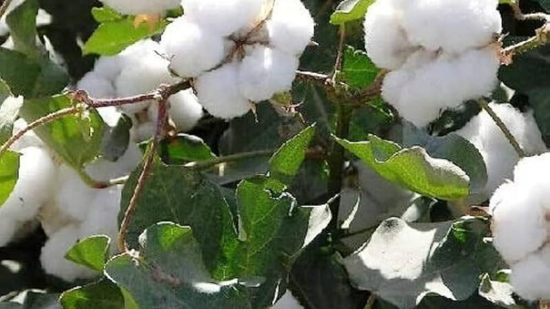 मुद्दा: केंद्र सरकार के फैसले से किसान नाराज, आंदोलन छेड़ने का कर दिया ऐलान