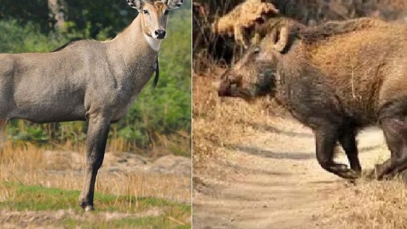 राहत: फसल बर्बाद करने पर मिली जंगली सुअर और नील गाय को मारने की अनुमति