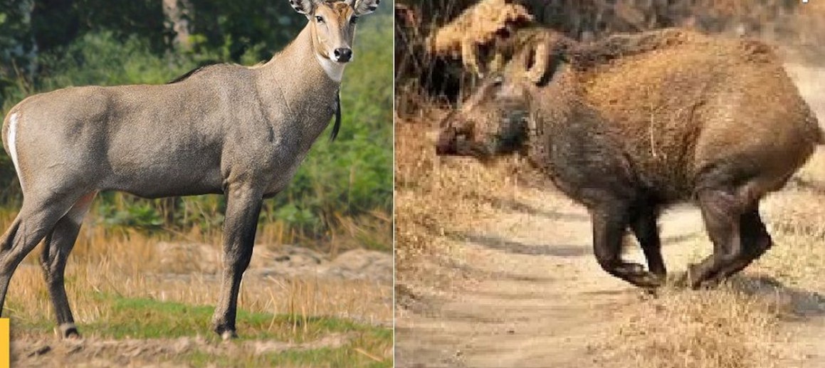 राहत: फसल बर्बाद करने पर मिली जंगली सुअर और नील गाय को मारने की अनुमति