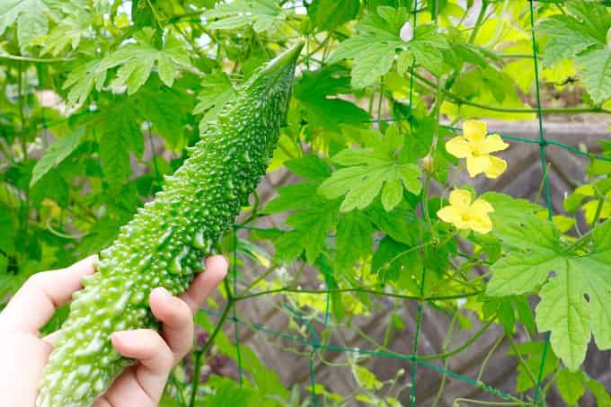 नुक़सान: ज्यादा बारिश से करेले की पैदावार पर  असर, किसानों की चिंता बढ़ी