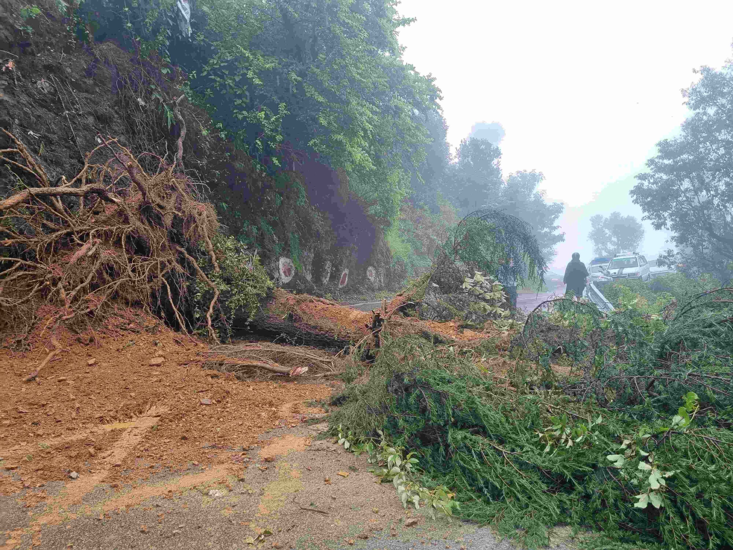 मसूरी में गिरा विशालकाय पेड़, यातायात बाधित