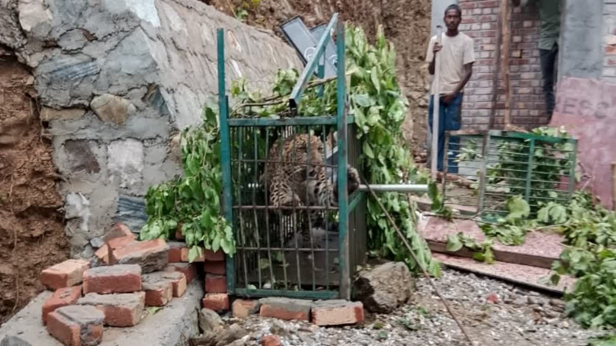 निजात: दहशत का पर्याय बना गुलदार पिंजरे में कैद, लोगों ने ली राहत की सांस