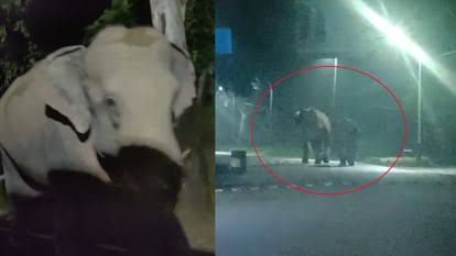 दहशत: नौ घंटे तक अटकी रहीं सांसें, सेना छावनी परिसर में घुसे हाथियों को निकाला बाहर