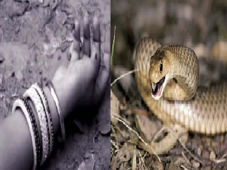 सर्पदंश: बरसात के चलते बढ़ने लगीं सांप के काटने की घटनाएं, कुमाऊं में हुई दो महिलाओं की मौत