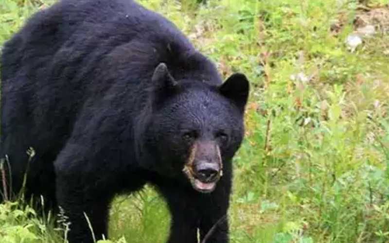 उत्तराखण्ड में गुलदार के साथ ही बढ़ रहे भालुओं के हमले