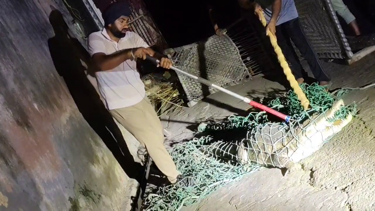 दहशत: घर में घुस आया विशालकाय मगरमच्छ, चीखते-चिल्लाते घर से भागा सारा परिवार