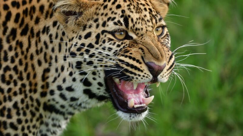 दहशत: वाहन की टक्कर से घायल हो गई थी गाय, गुलदार ने बना लिया अपना निवाला दहशत: वाहन की टक्कर से घायल हो गई थी गाय, गुलदार ने बना लिया अपना निवाला