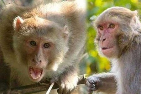 ख़ौफ़: कटखने बंदरों से दहशत में ग्रामीण, अब तक कई छात्र-छात्राओं को कर चुके हैं घायल