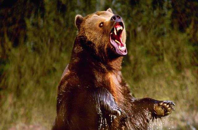 आतंक: इस जिले के ग्रामीण क्षेत्रों में भालू सक्रिय, विधायक के गृह क्षेत्र में मार चुका है मवेशी आतंक: इस जिले के ग्रामीण क्षेत्रों में भालू सक्रिय, विधायक के गृह क्षेत्र में मार चुका है मवेशी