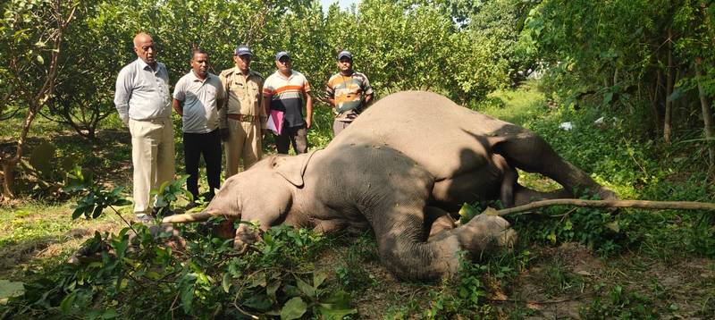 संदेहास्पद: अज्ञात कारणों से पिछले चार दिनों में दो हाथियों की मौत, वन विभाग में मचा हड़कंप