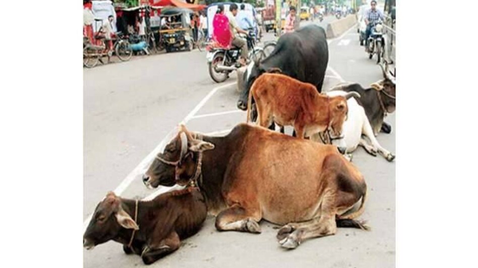 आफ़त: दुर्घटनाओं का सबब बन गये हैं निराश्रित पशु, पालिका प्रशासन बेपरवाह