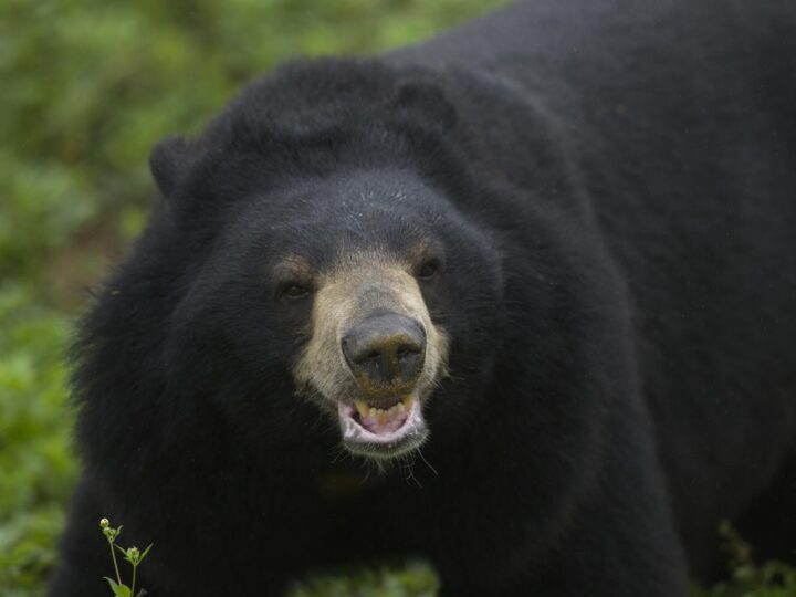 खौफ़: थलीसैंण में सक्रिय भालू का आतंक बरकरार, पकड़ नहीं पा रहा है वन विभाग
