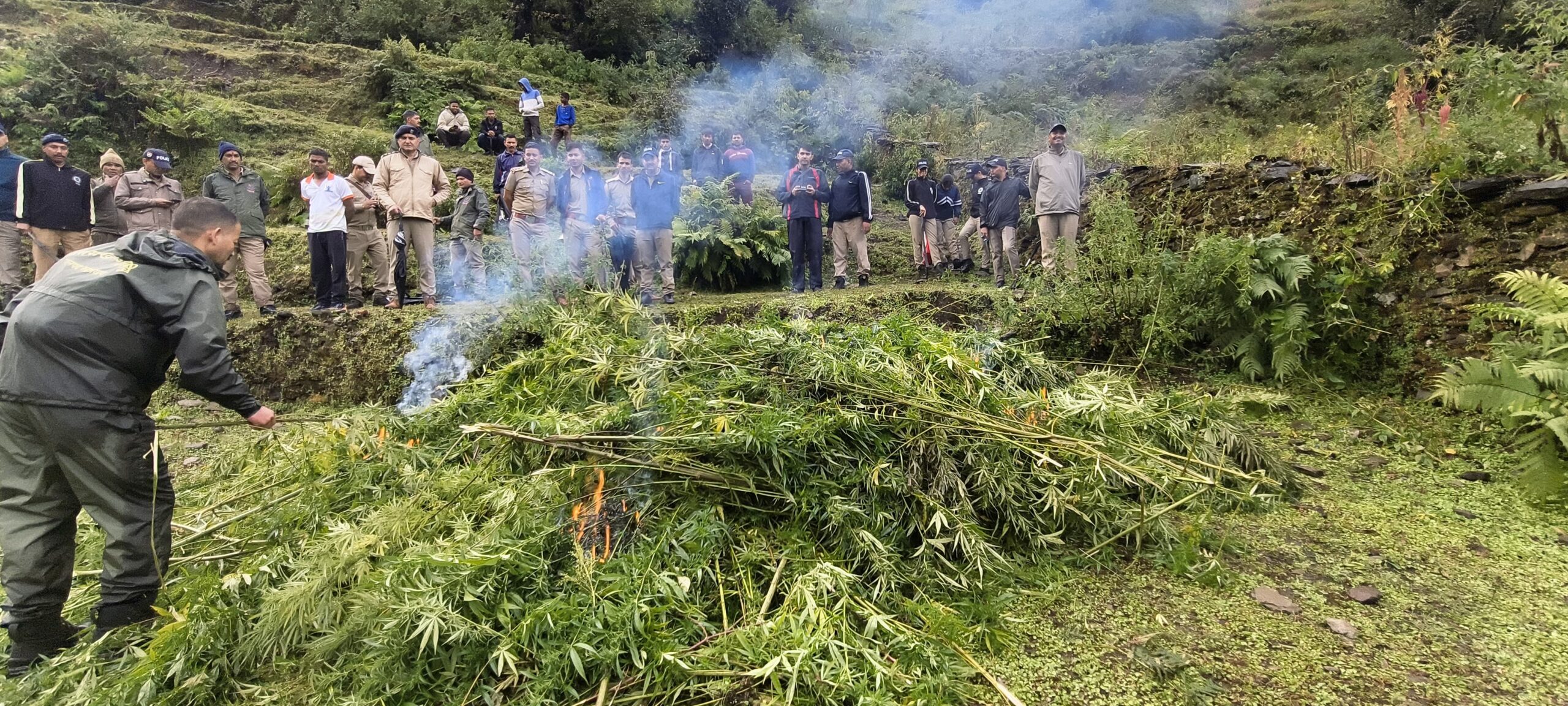 अभियान: पांच एकड़ भूमि में फैली अवैध भांग की खेती को किया गया नष्ट, पुलिस की कार्रवाई जारी