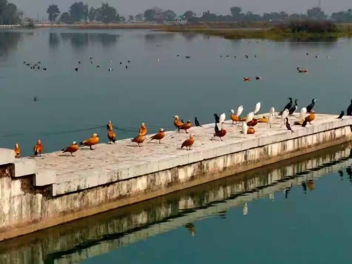 प्रवास: आसन झील पहुंचने लगे विदेशी मेहमान; पक्षी प्रेमियों का लगा तांता, वन विभाग ने बढ़ाई गश्त