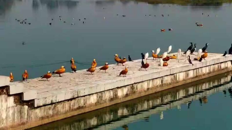 प्रवास: आसन झील पहुंचने लगे विदेशी मेहमान; पक्षी प्रेमियों का लगा तांता, वन विभाग ने बढ़ाई गश्त प्रवास: आसन झील पहुंचने लगे विदेशी मेहमान; पक्षी प्रेमियों का लगा तांता, वन विभाग ने बढ़ाई गश्त