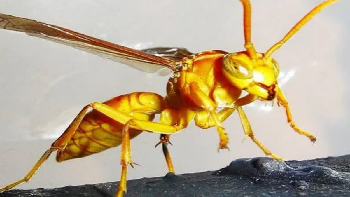 ख़तरनाक : स्कूल जा रहे छात्रों पर ततैयों ने कर दिया हमला,छात्रा की हालत गंभीर