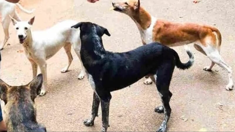 आफ़त: सतपुली में आवारा कुत्तों का आतंक; लोगों ने उठाई निजात दिलाने की मांग