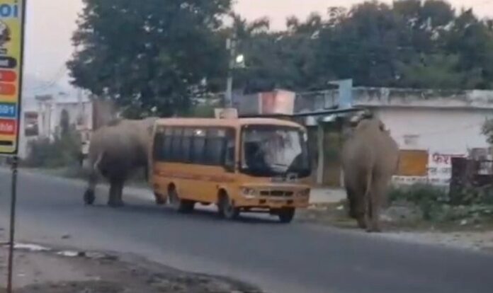 दहशत: सुबह-सुबह सड़क पर आ धमके दो हाथी; स्कूल बस को घेरा तो मच गई अफरा-तफरी