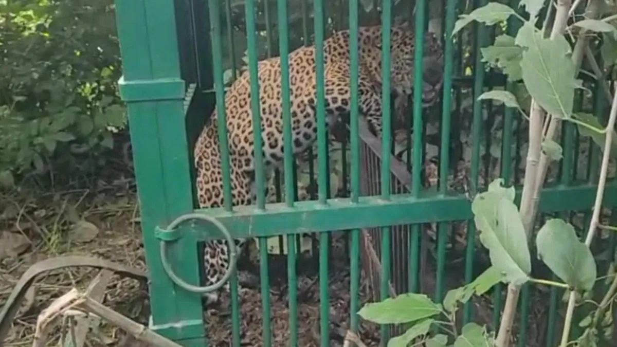 राहत: शनिवार सुबह पिंजरे में कैद हुआ आदमखोर गुलदार, ग्रामीणों ने ली राहत की सांस