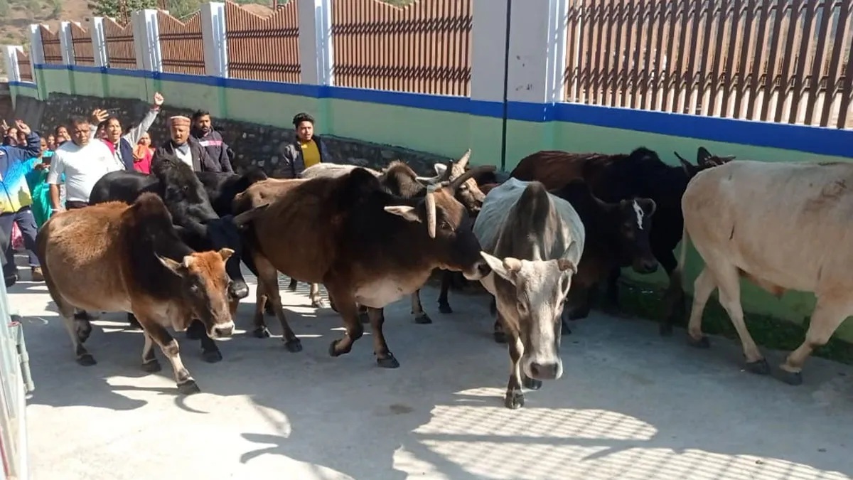असर: बेसहारा गोवंश को लेकर प्रदर्शन की चेतावनी के बाद हरकत में आया प्रशासन