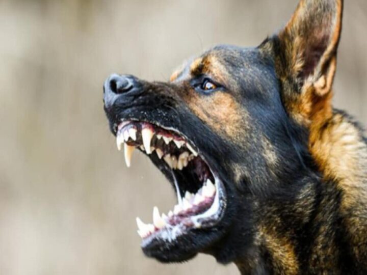 खतरनाक: पालतू कुत्ते ने पांच साल की बच्ची को नोच डाला, चेहरे पर लगे 12 टांके