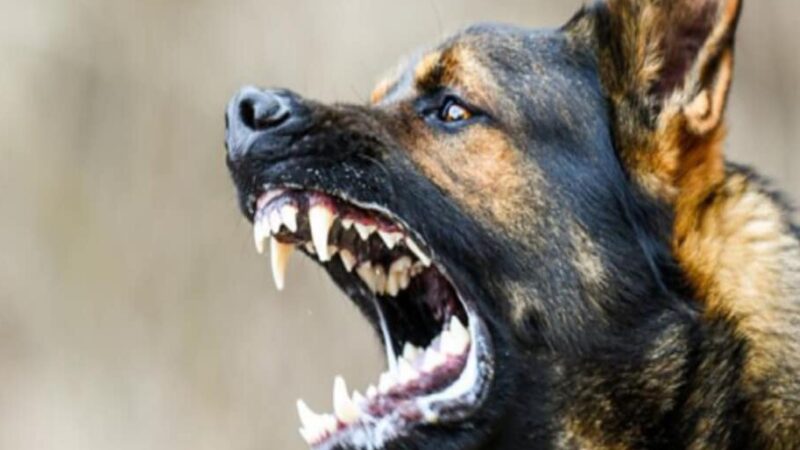 खतरनाक: पालतू कुत्ते ने पांच साल की बच्ची को नोच डाला, चेहरे पर लगे 12 टांके