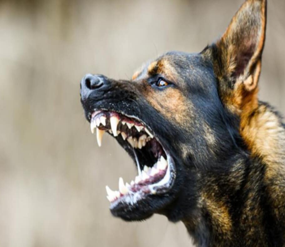 खतरनाक: पालतू कुत्ते ने पांच साल की बच्ची को नोच डाला, चेहरे पर लगे 12 टांके