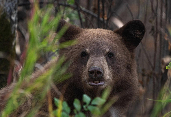 दहशत: चिन्यालीसौड़ के सिंगाणगांव में भालू दिखने पर लोगों में भय का माहौल