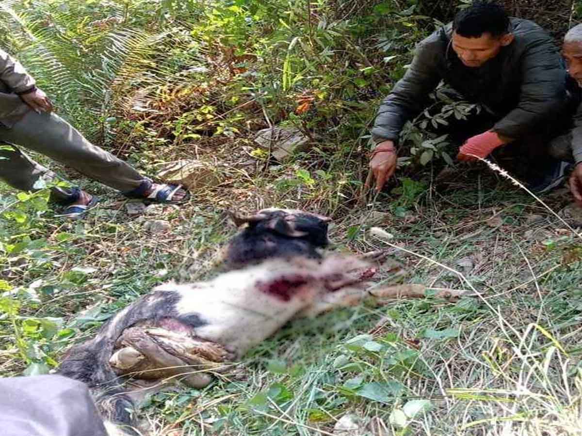 दहशत: गुलदार ने जंगल में घास चर रही चार बकरियां मार डालीं, थौलधार के गांवों में गश्त तेज