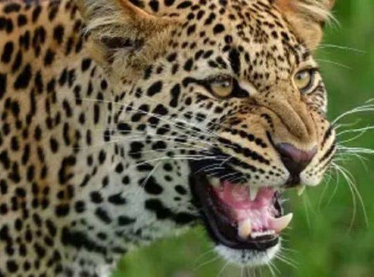 फैसला: गढवाल में गुलदार को वन विभाग किया नरभक्षी घोषित, मारने के आदेश जारी