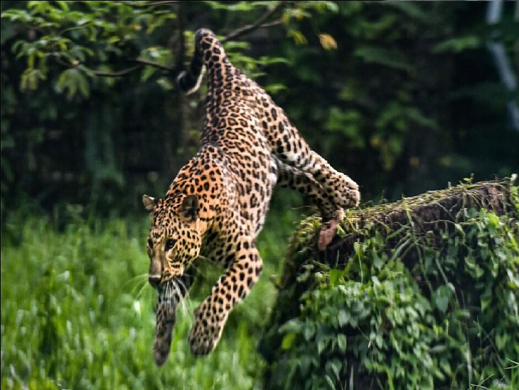 ख़ौफ़: छिद्दरवाला में गुलदार की धमक से ग्रामीणों में दहशत, ग्राम प्रधान रमोला ने की सुरक्षा की मांग