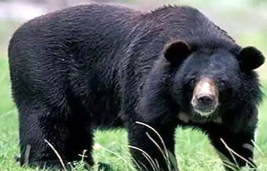 घास काटने जंगल जा रहे व्यक्ति पर भालू ने किया हमला